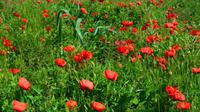 080 Stonehenge, Mohn