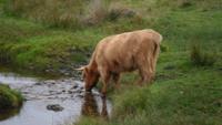084 Dartmoor-Szene