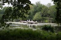 Pelikane im St. James Park