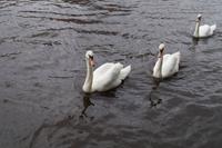 Schwäne sind im Vereinigten Königreich Eigentum des Monarchen