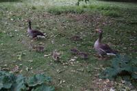 Gänsefamilie St. James Park