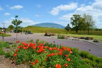 198 Nationaler Botanischer Garden Wales