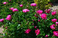 203 Nationaler Botanischer Garden Wales