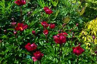 204 Nationaler Botanischer Garden Wales