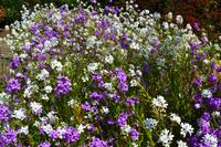 205 Nationaler Botanischer Garden Wales