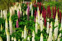 206 Nationaler Botanischer Garden Wales