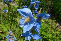 207 Nationaler Botanischer Garden Wales