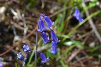 458 Schottland, Blauglöckchen