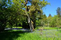 489 Schottland, Armadale Castle and Garden