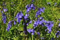 490 Schottland, Armadale Castle and Garden