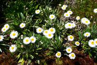 502 Schottland, Armadale Castle and Garden