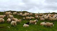 559 Isle of Skye, Schafherde