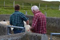 561 Isle of Skye, Schafherde, Markierung neugeborener Lämmer