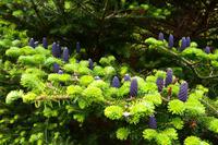 580 Isle of Skye, Dunvegan Castle and Garden