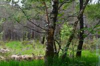 603 Schottland,  Naturparkhaus Beinn Eighe