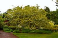 616 Schottland,  Inverewe Garden am Loch Ewe