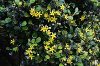 620 Schottland,  Inverewe Garden am Loch Ewe