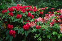 622 Schottland,  Inverewe Garden am Loch Ewe