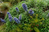 624 Schottland,  Inverewe Garden am Loch Ewe