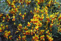 641 Schottland, Ginster