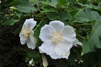 Mount Edgcumbe in Cornwall