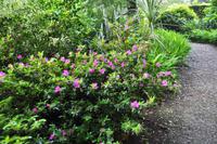 Mount Edgcumbe in Cornwall