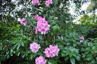 Mount Edgcumbe in Cornwall