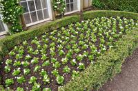 Mount Edgcumbe in Cornwall