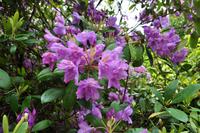 Mount Edgcumbe in Cornwall