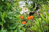 Mount Edgcumbe in Cornwall