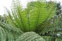 Mount Edgcumbe in Cornwall