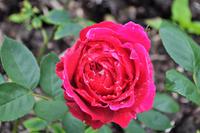 Mount Edgcumbe in Cornwall