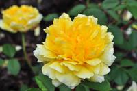 Mount Edgcumbe in Cornwall