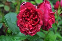 Mount Edgcumbe in Cornwall