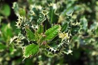 Mount Edgcumbe in Cornwall