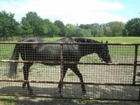 Nationalgestüt Kildare