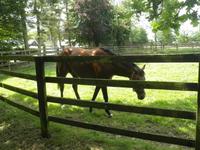 Nationalgestüt Kildare