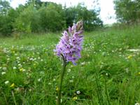 Carron Valley - Knabenkraut