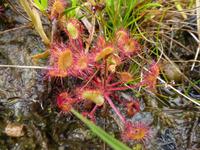 Glen Coe - Sonnentau
