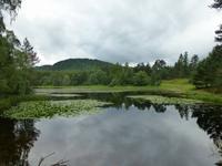 Rothiemurchus Forrest