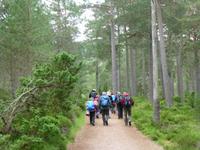 Rothiemurchus Forrest