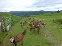 Rothiemurchus Forrest
