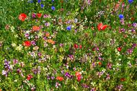 0038 Arundel Castle & Gardenl