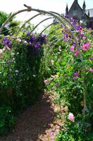 0041 Arundel Castle & Gardenl