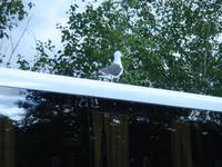 Möwe auf dem Dach am Loch Lomond