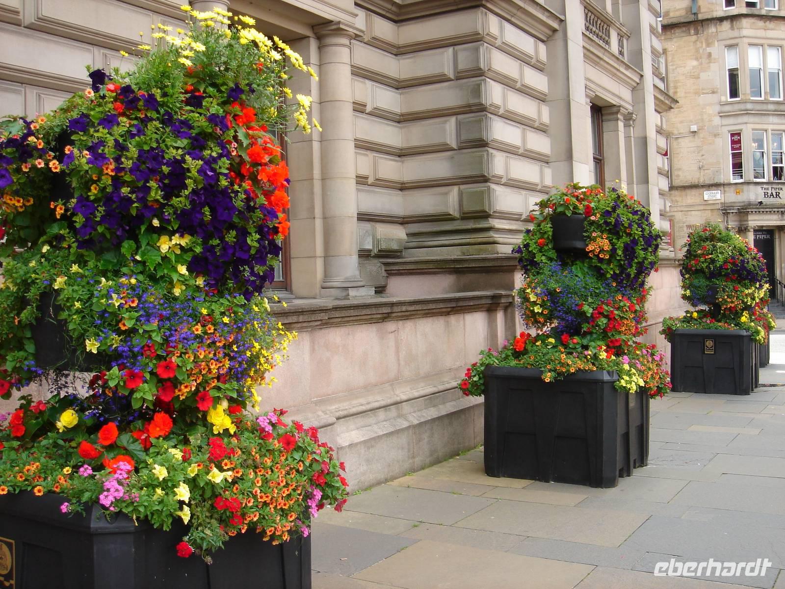 Vlumen vor dem Rathaus in Glasgow