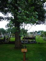 Prince Charles pflanzte 2015 einen Versöhnungsbaum in Drumcliff