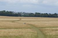 Phoenix Park, Dublin, im Hintergrund halbwilde Damm-Herden