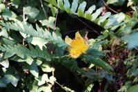 Blüte im Japanese Gardem, Powerscourt 