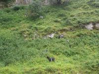 Ziegen in der Cheddar-Schlucht